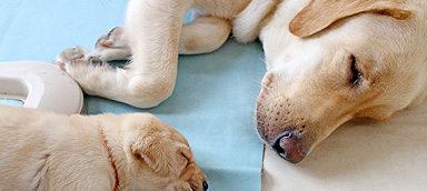 ペットホテル リリィ